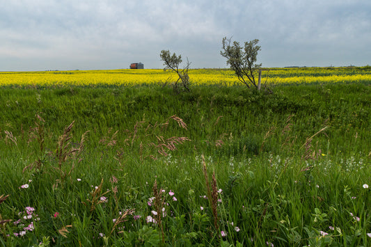 It Rained & Wild Flowers Bloomed-B - Framed Photograph