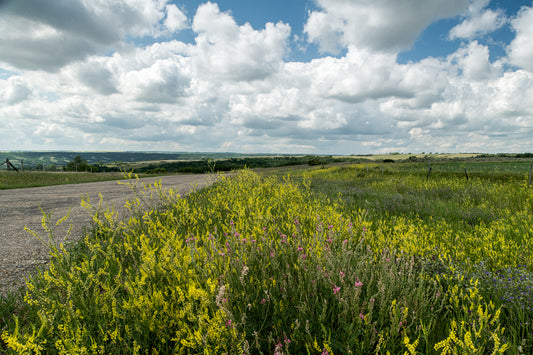 It Rained & Wild Flowers Bloom - Framed Photograph