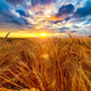 Golden Sunset