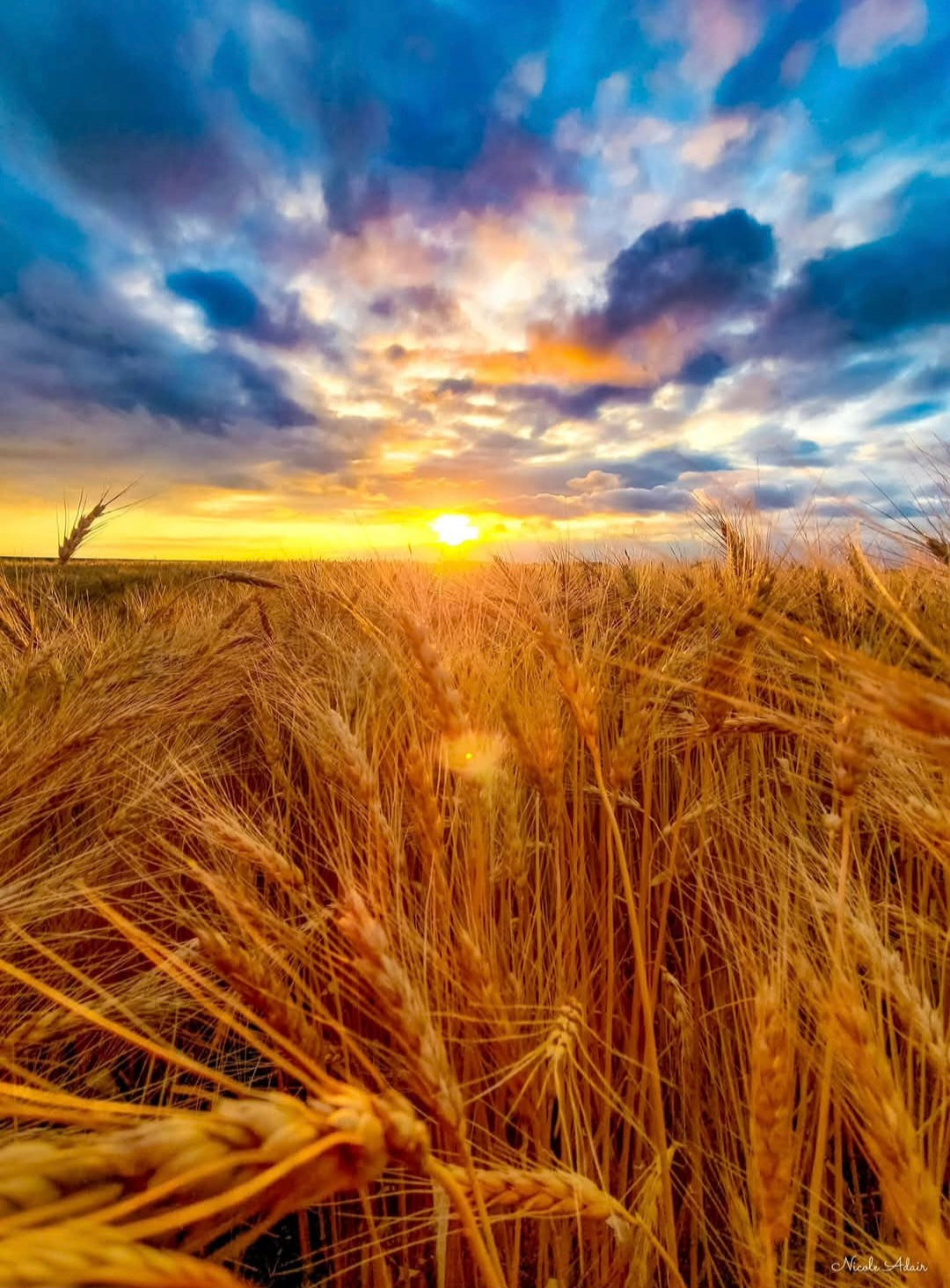 Golden Sunset