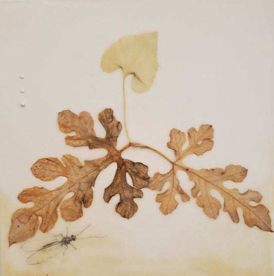 Trio Watermelon Violet Fishfly - Encaustic collage