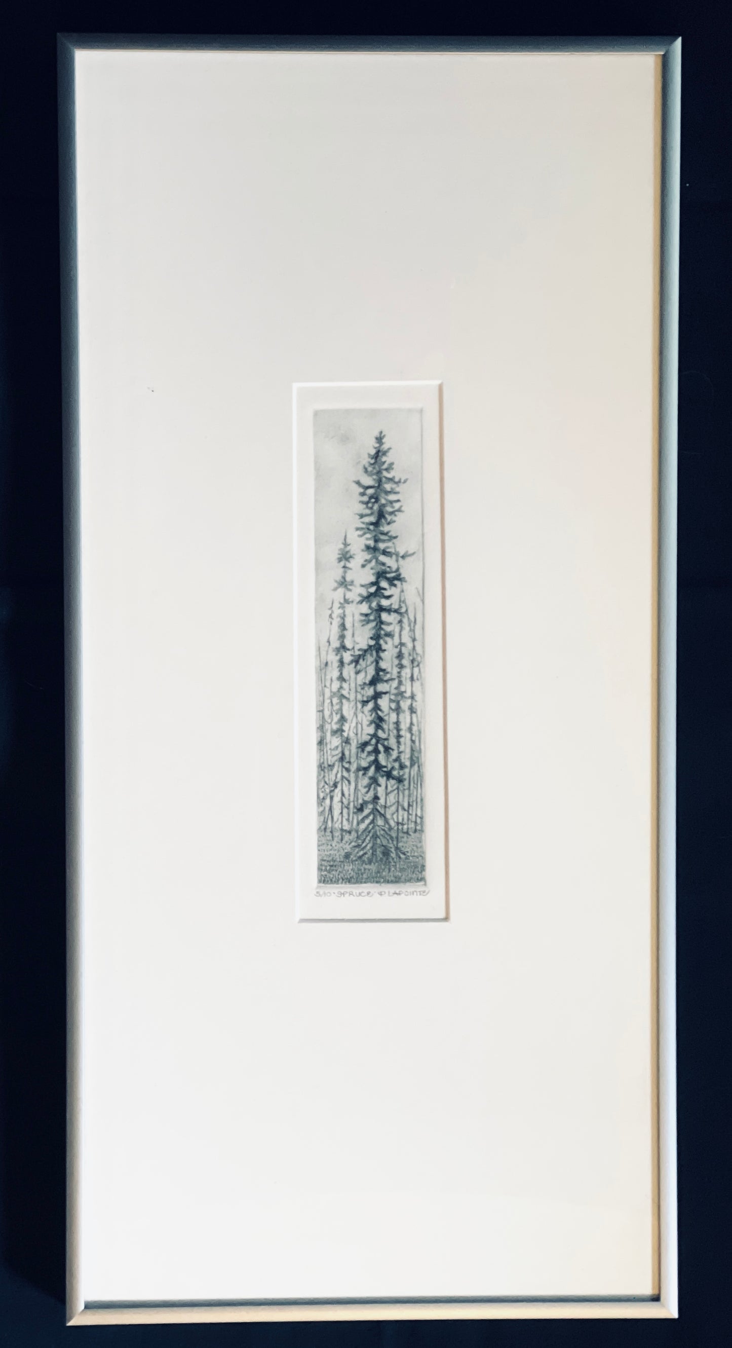 Spruce - Drypoint Etching