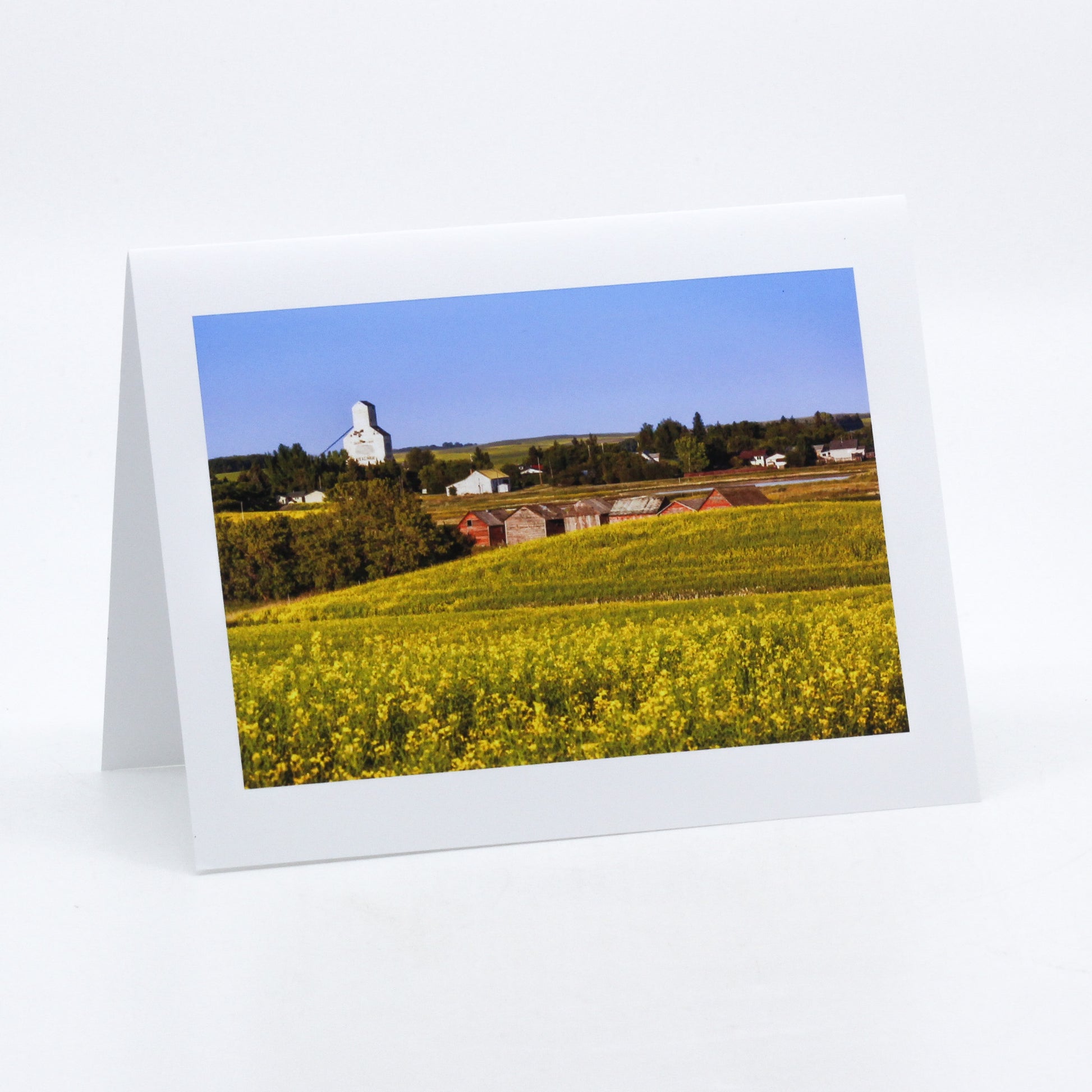 Photograph of canola fields and Meacham