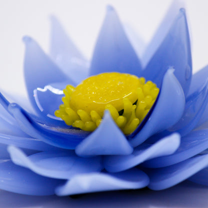 Close up of blue waterlily 