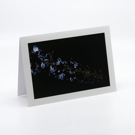 Photograph of blue flowers