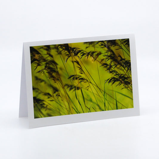 Evening Light on Grass - Art Card