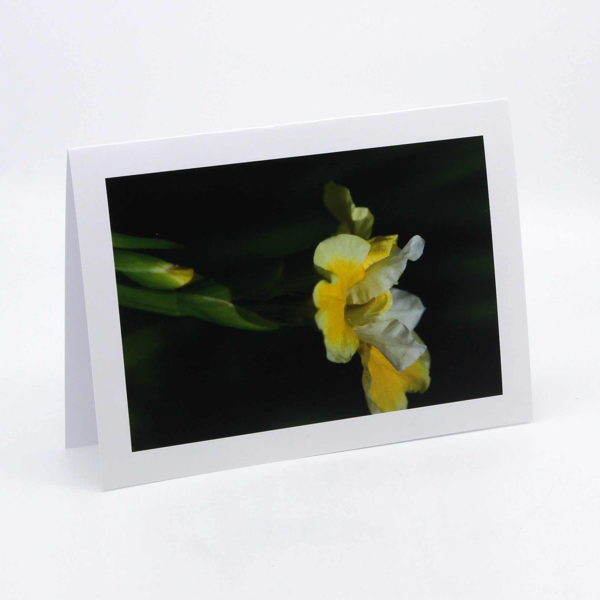 Photograph of yellow flower
