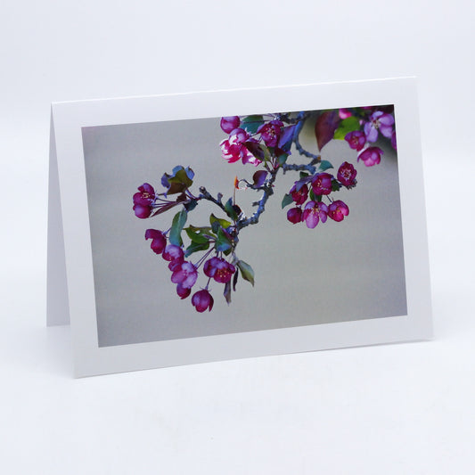 Assiniboia Blossoms - Art Card