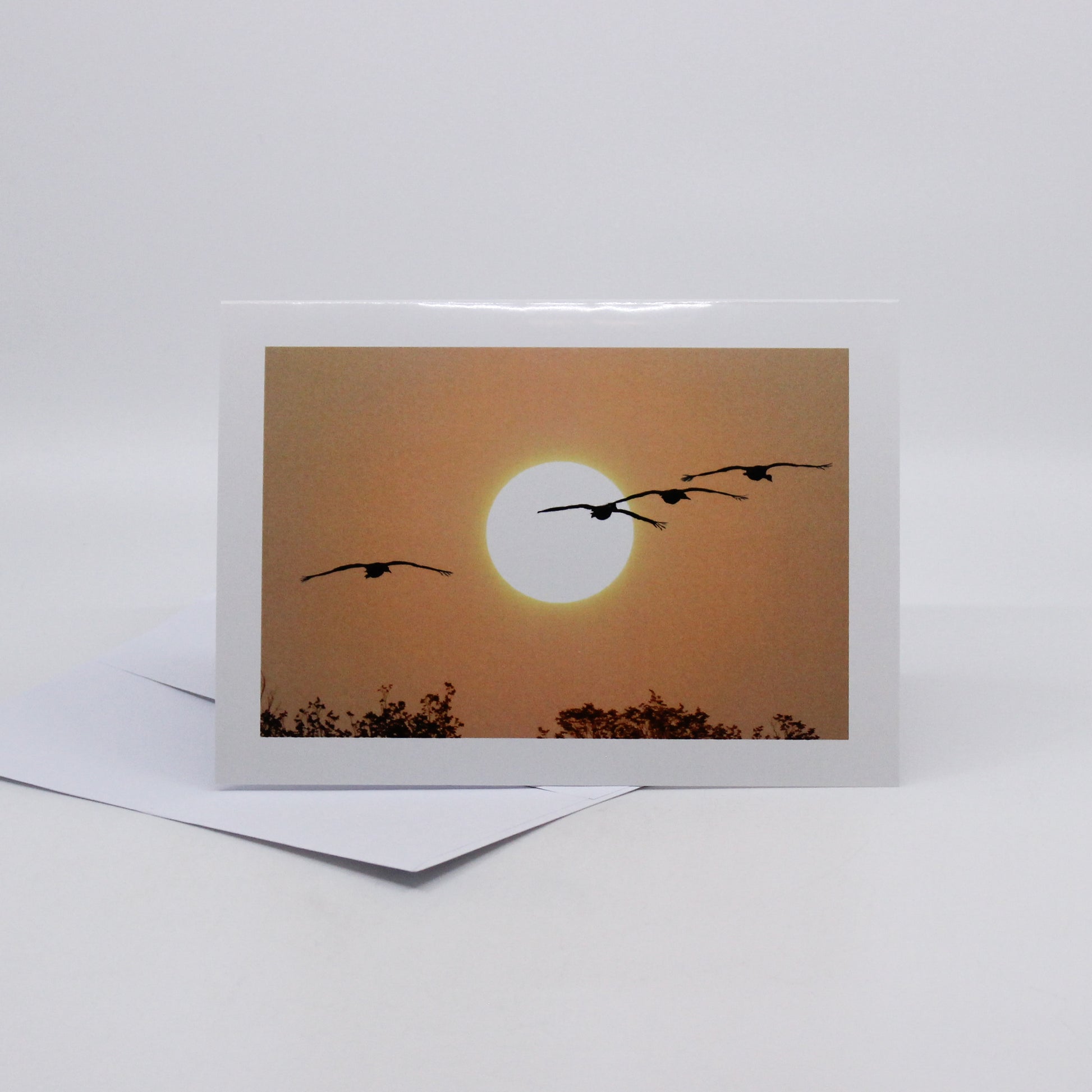 Photograph of flying birds and the sun