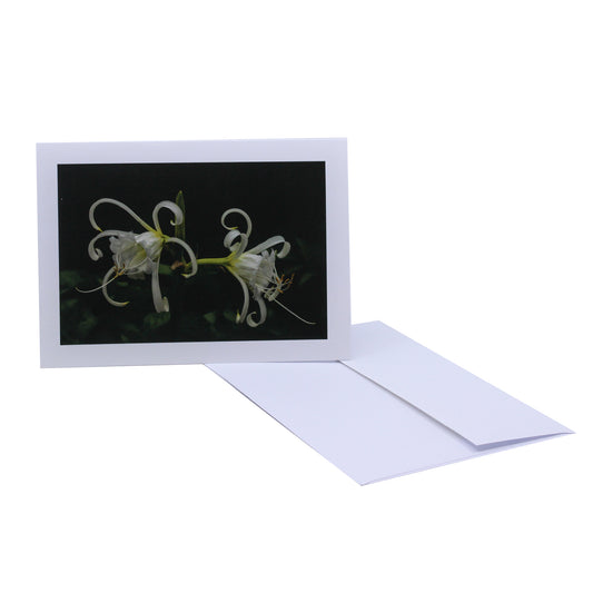 White Daffodils - Art Card