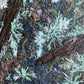 Portraits of Mother Earth No.16