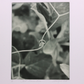 First Connection  - Photogravure print