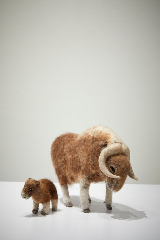 Muskox