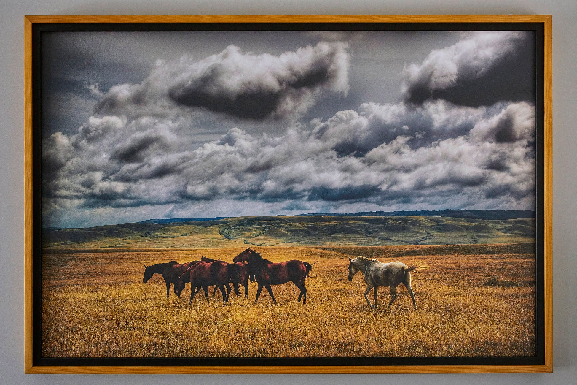 Framed photograph of horses in a field in Saskatchewan