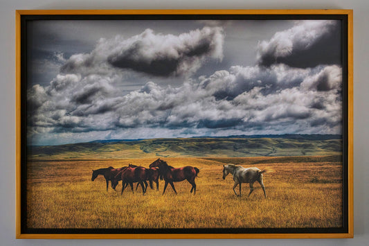 Framed photograph of horses in a field in Saskatchewan