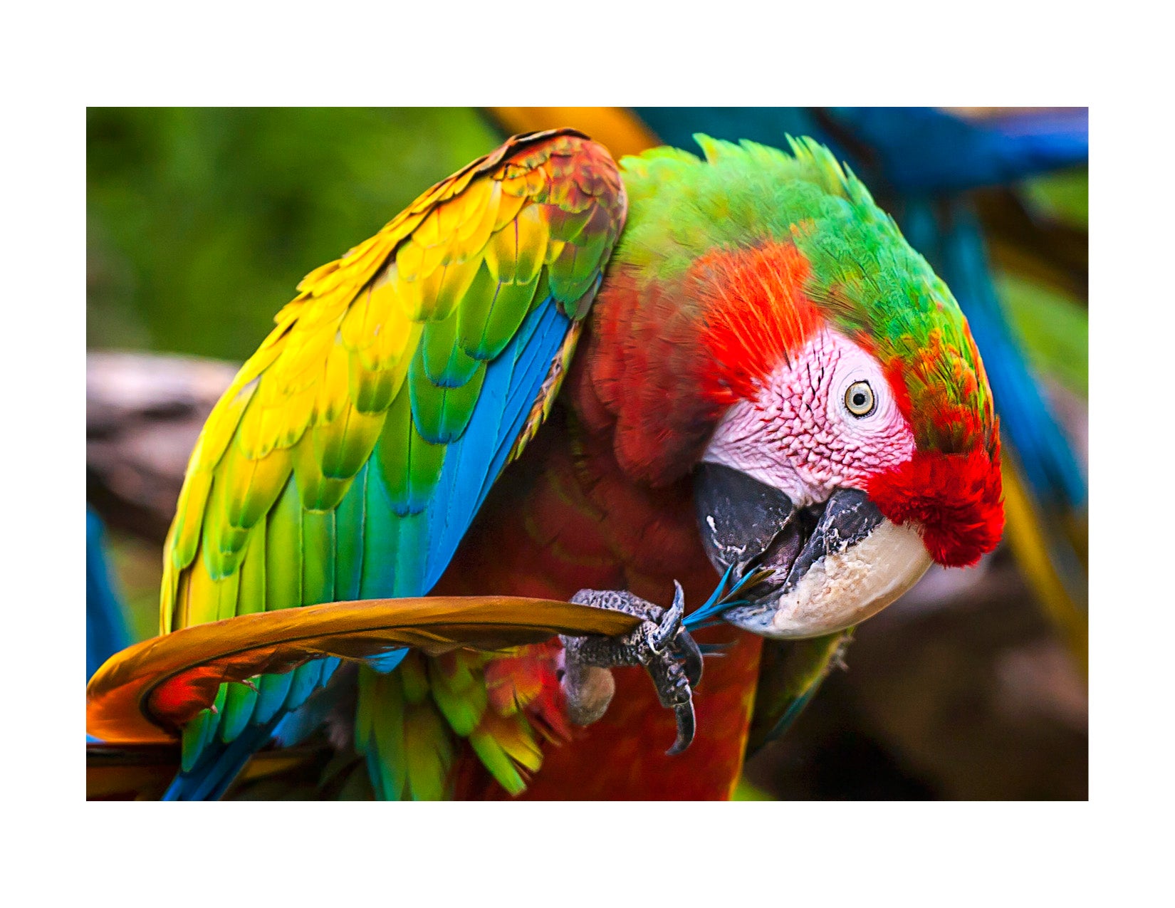 Photograph of a parrot preening