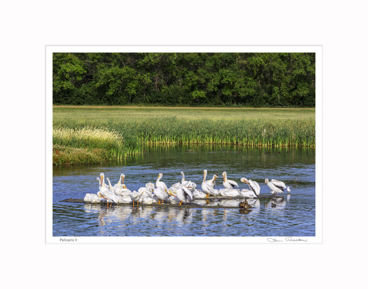 Photo of pelicans in a lake