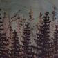 close up of forest 