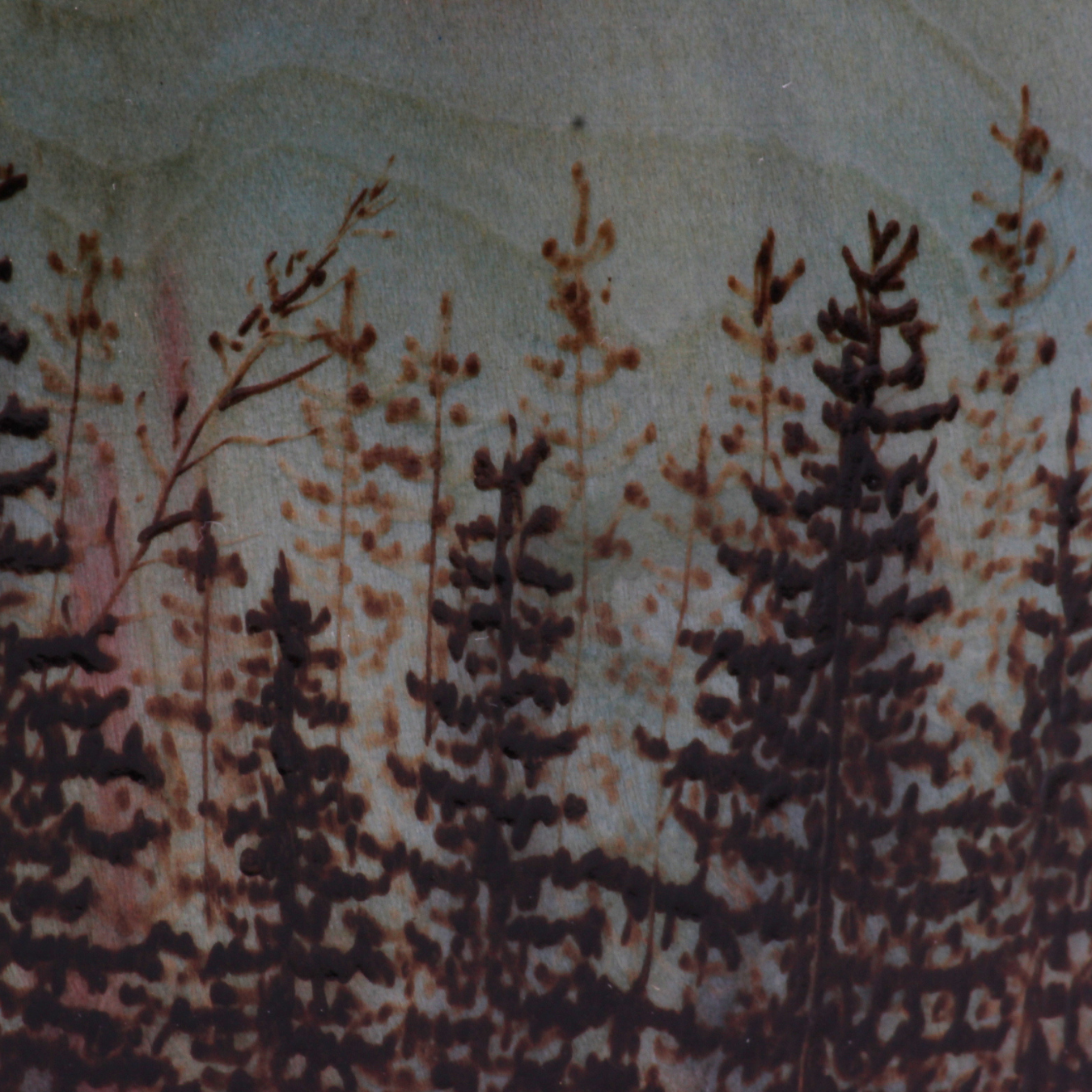 close up of forest 