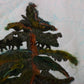 Engelmann Spruce - Thread painting
