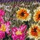 Grassland Flowers - Rug Hooking