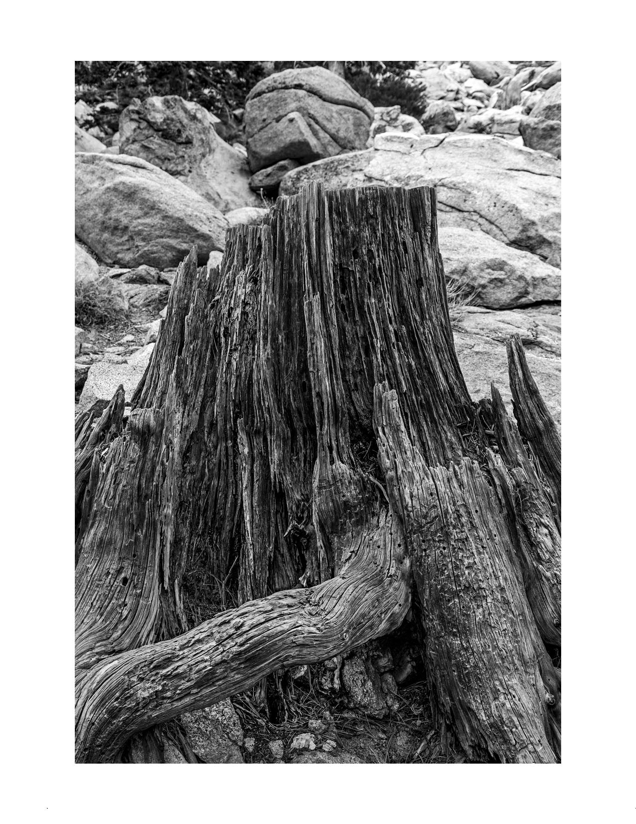 Black and white photo of a stump