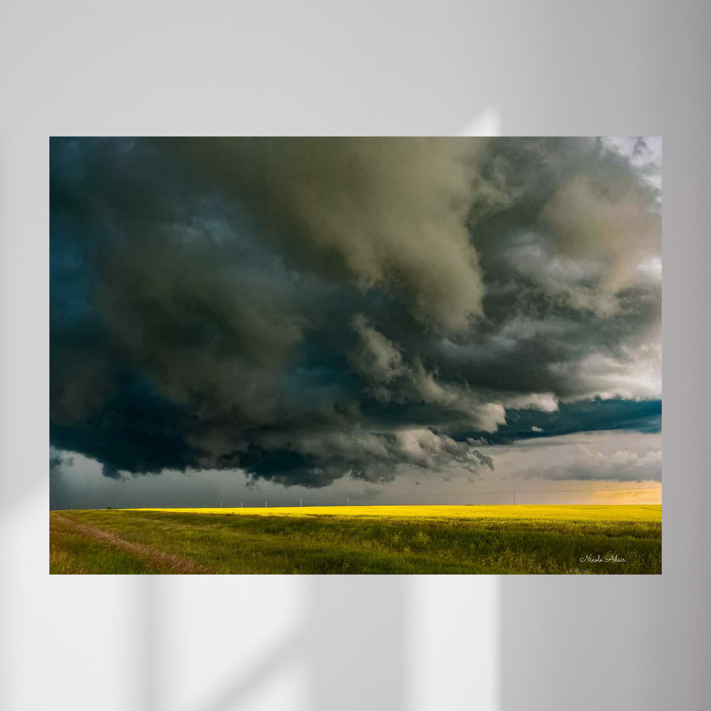 Canola Storm - Metal photo print