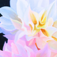 Spring Explosion - Acrylic Painting