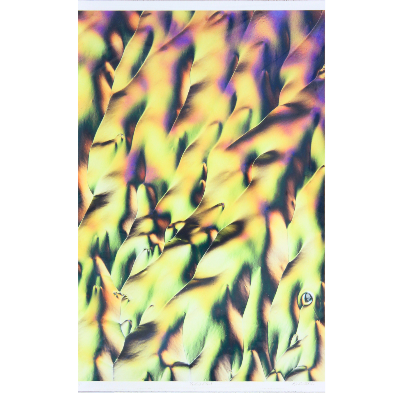 Yellow Flow - Unmatted photograph