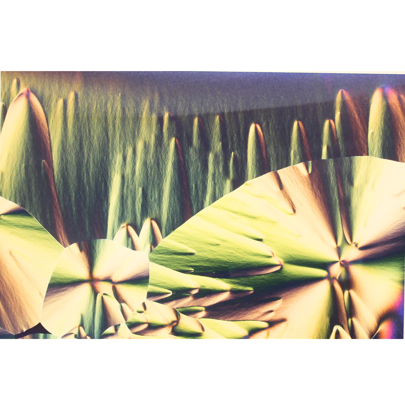 For the Trees - Unmatted photograph
