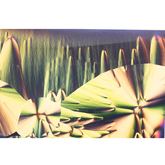 For the Trees - Unmatted photograph
