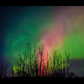 Treed Northern Lights