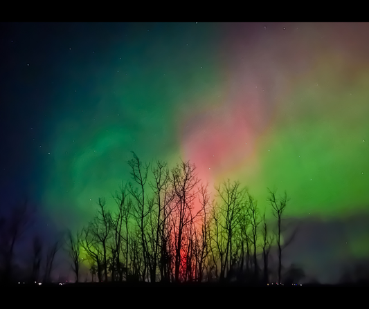 Treed Northern Lights