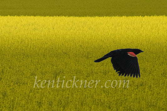 Photograph of a red winged black bird flying