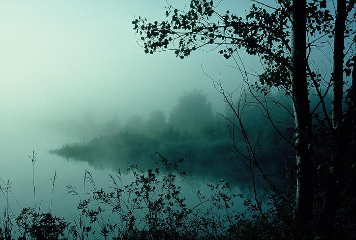 Photograph of trees and a lake in the mist