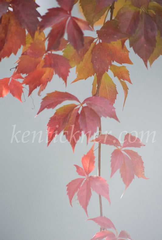 Photograph of red leaves on branch