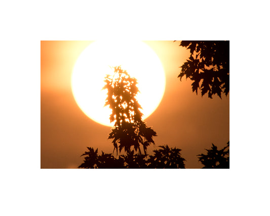 Photograph of tree in front of sun