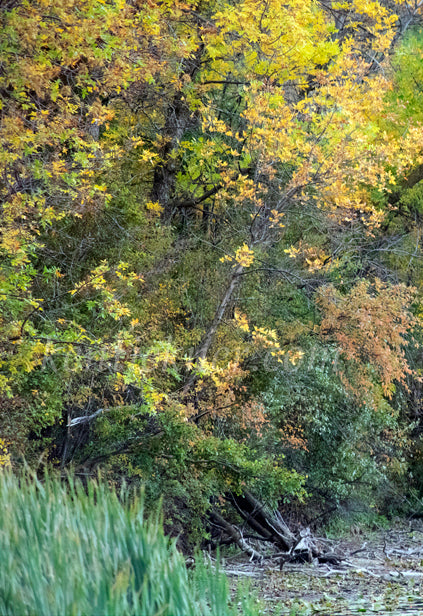 Photograph of autumn trees
