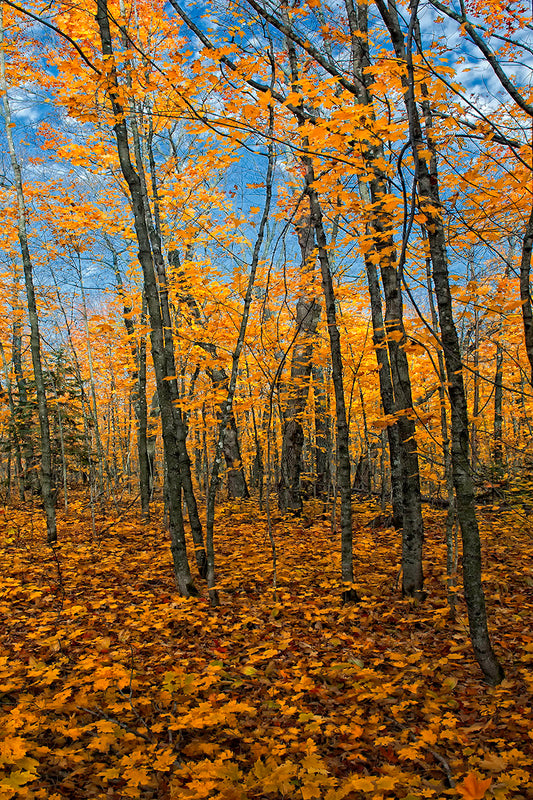 Fall Forest on Canvas