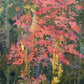 Painting of a red maple tree 
