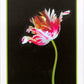 Parrot Tulip - Art Card