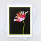 Parrot Tulip - Art Card
