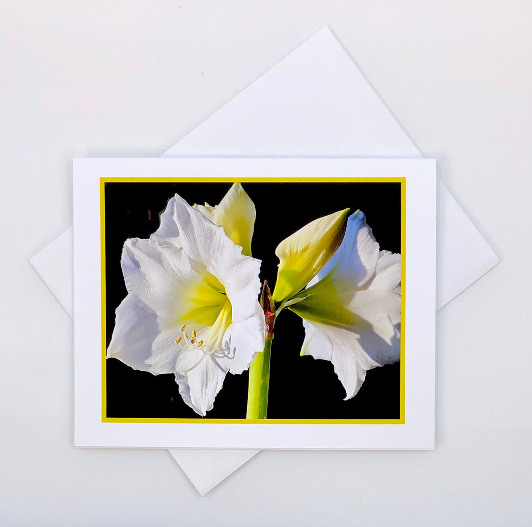 Art Card - Amaryllis