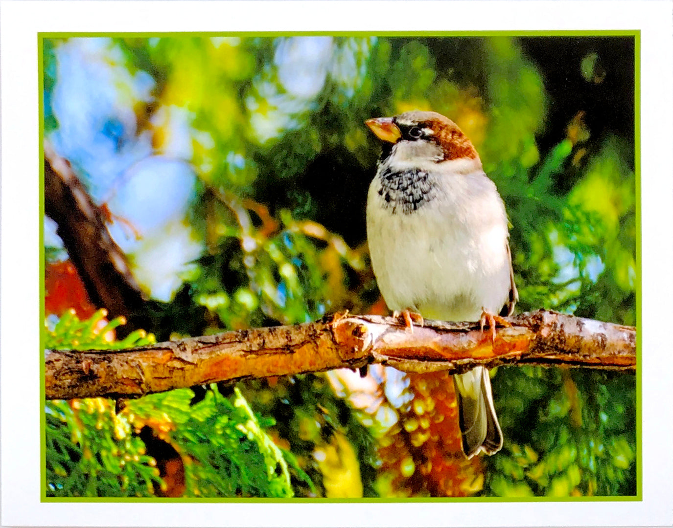 Sparrow - Art Card