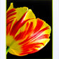 Tulip - Art Card