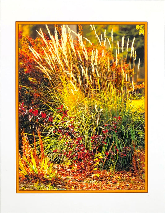 Fall Grasses - Art Card