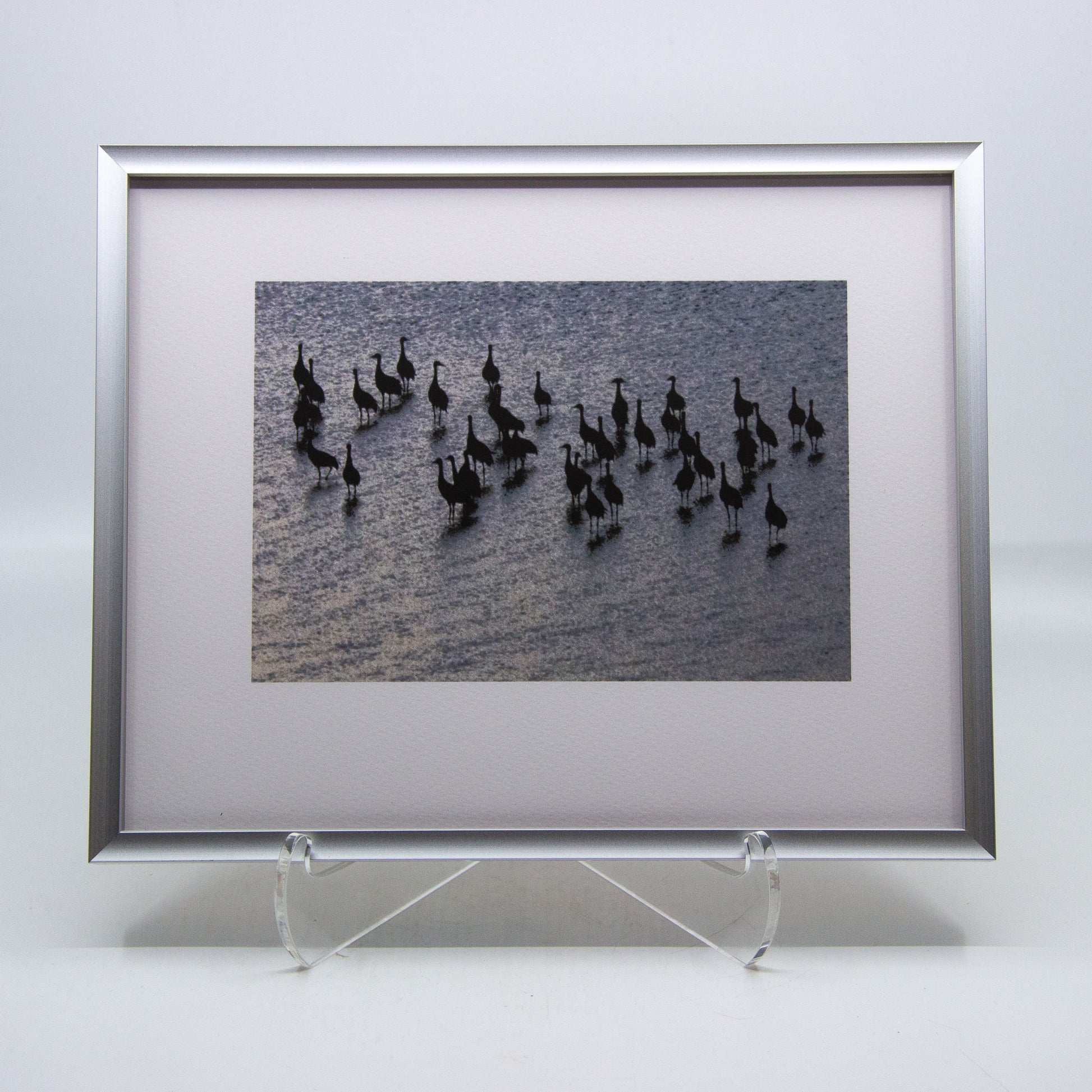 Framed photograph of cranes in water