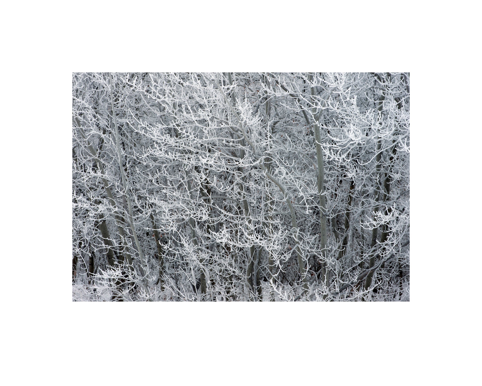 Photograph of frosty trees