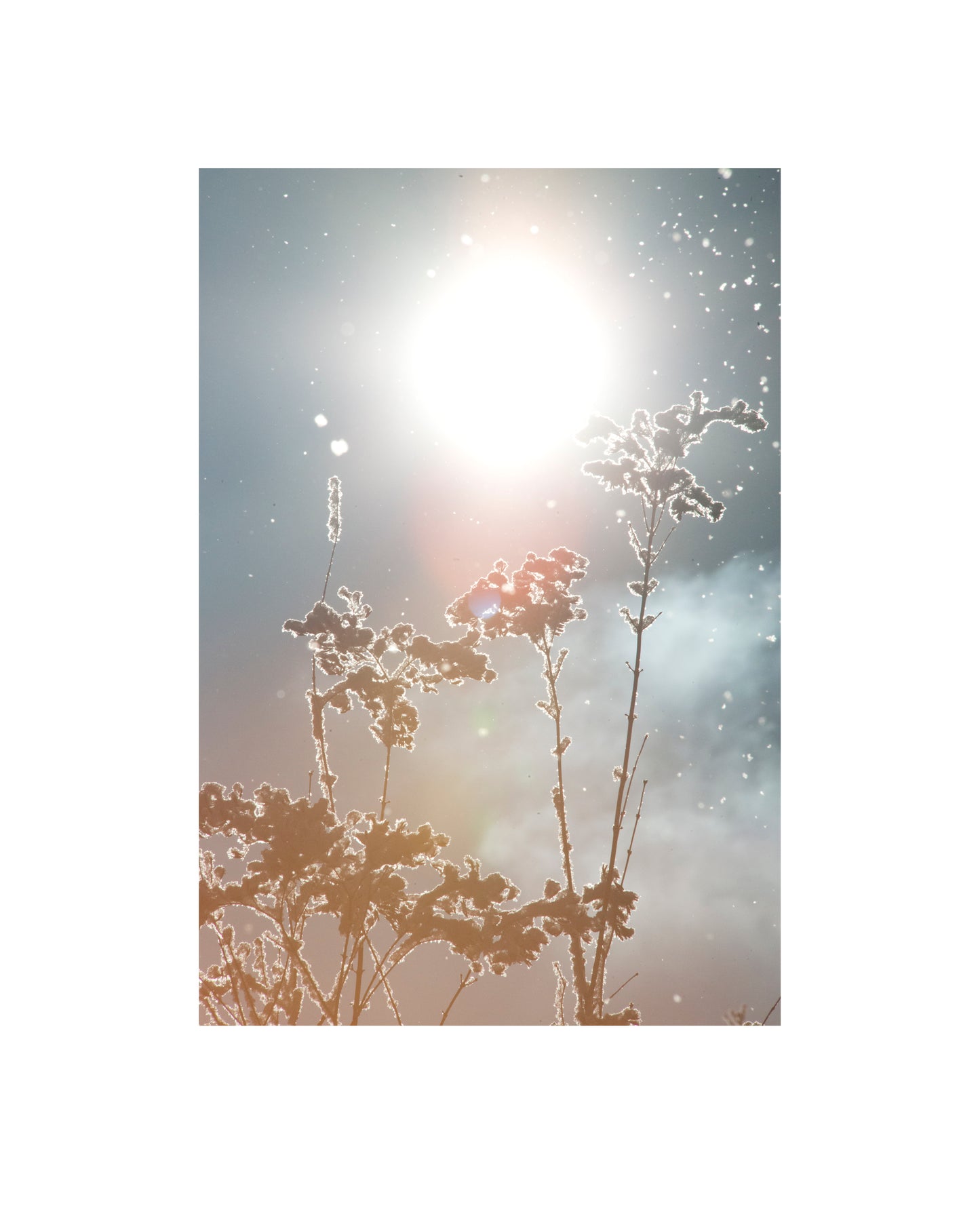 Photograph of winter plants and sun