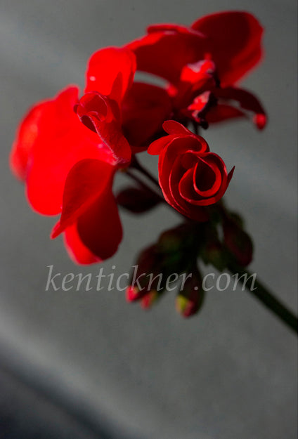 Photograph of red roses